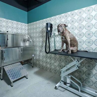 Pet Grooming dog design build boutique apartment construction chicago